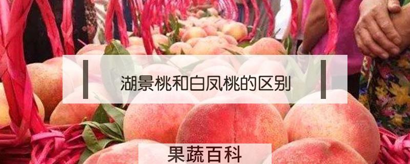 湖景桃和白凤桃的区别