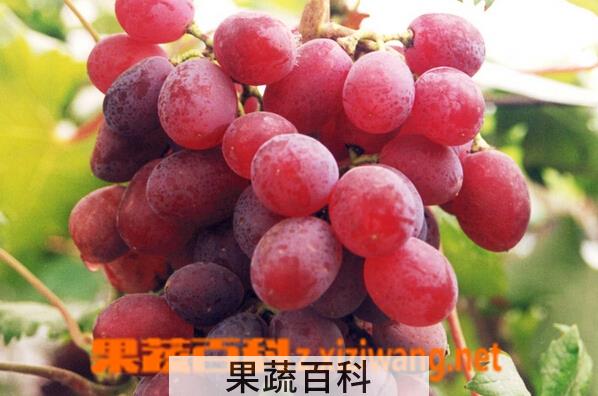 果蔬百科红提
