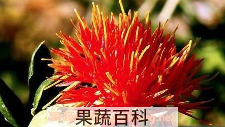 西红花