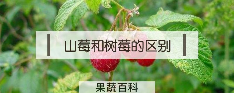 山莓和树莓的区别