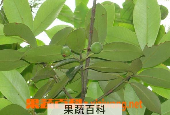 果蔬百科木竹子和山竹子的区别