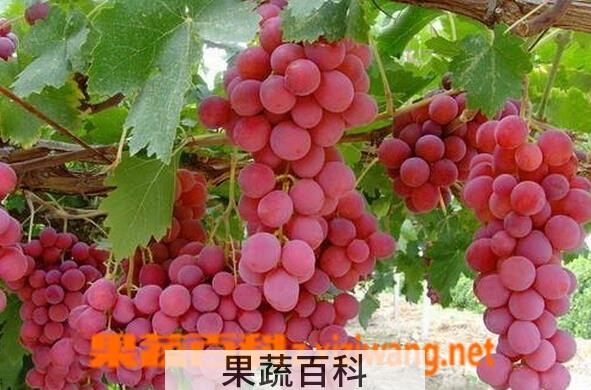 果蔬百科红提葡萄