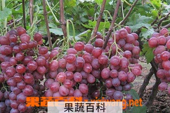 果蔬百科红提葡萄霜霉病