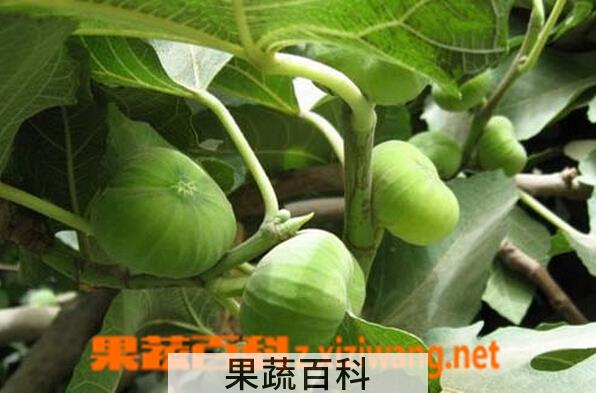 果蔬百科无花果