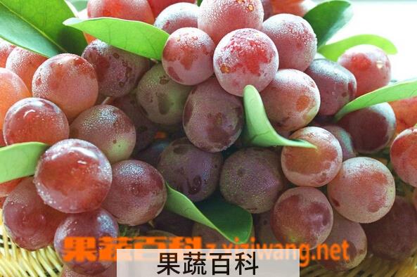 果蔬百科红提葡萄保存方法