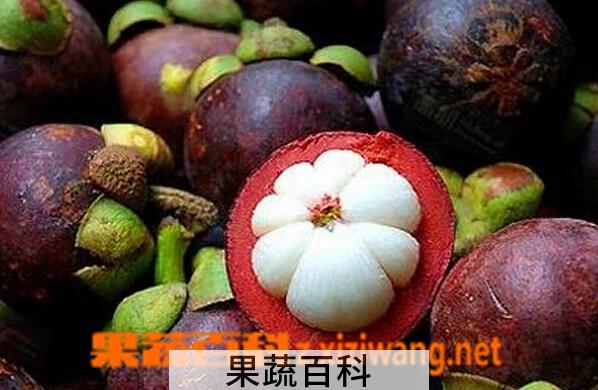 果蔬百科山竹