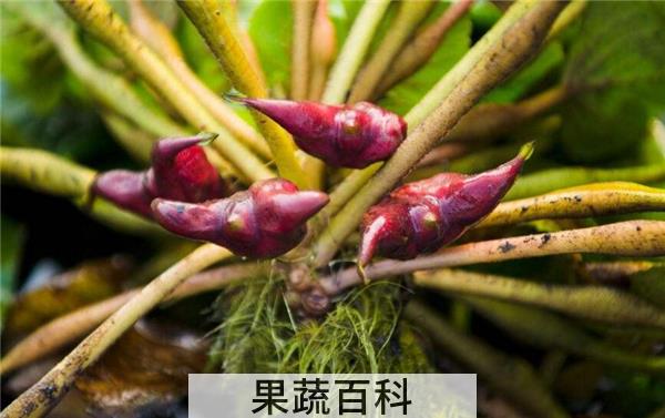 菱角煮熟了还是脆的吗，菱角怎么吃怎么做