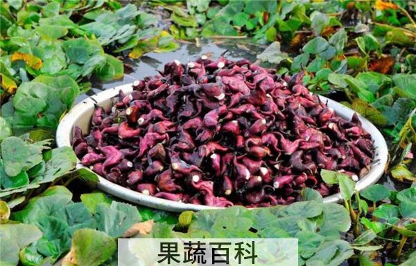 菱角煮熟了还是脆的吗，菱角怎么吃怎么做