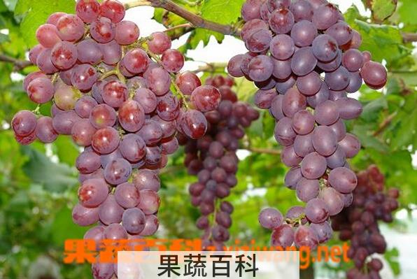 果蔬百科哪些人不能吃红提子