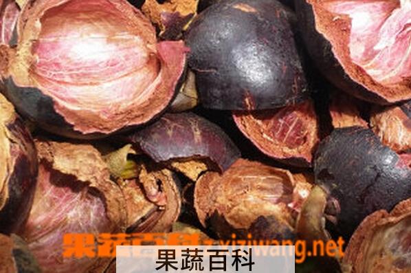 果蔬百科山竹壳