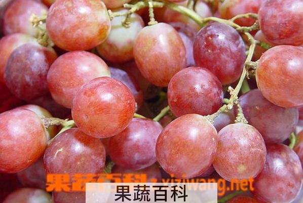 果蔬百科红提的皮和籽能吃吗