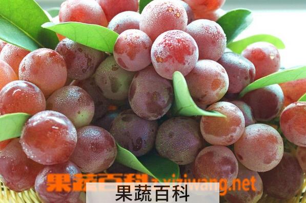 果蔬百科红提