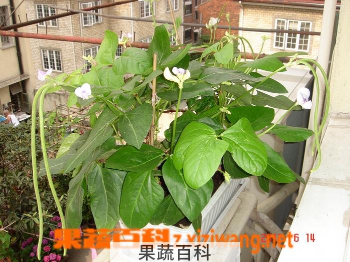 果蔬百科豇豆