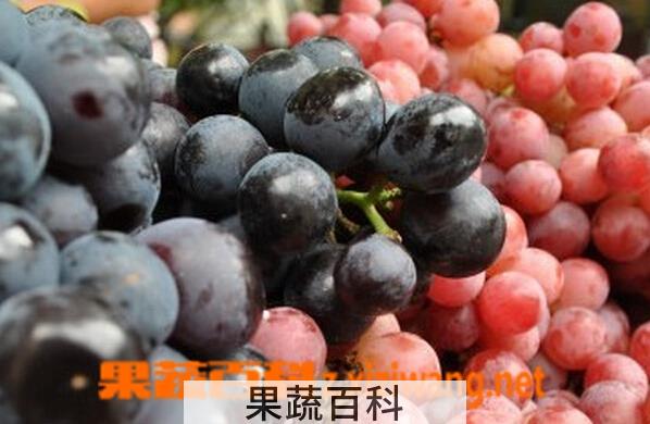 果蔬百科红提和黑提的区别