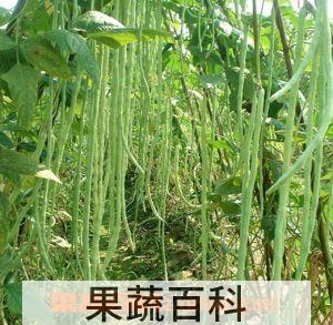 果蔬百科豇豆