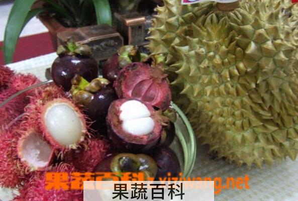 果蔬百科榴莲和山竹
