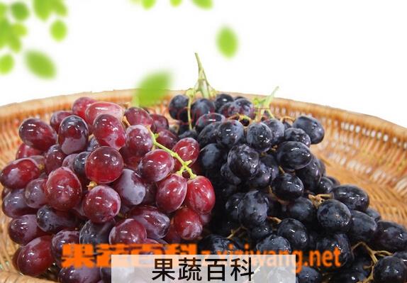 果蔬百科黑提和红提哪个好