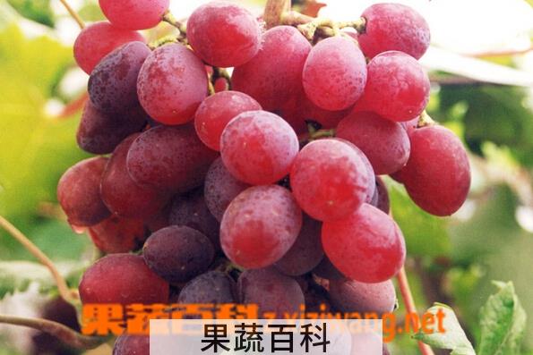 果蔬百科红提