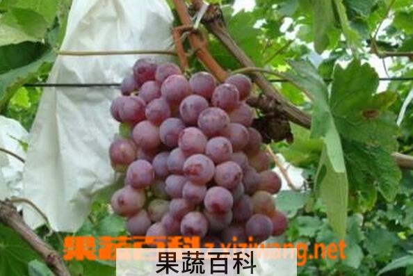果蔬百科红提