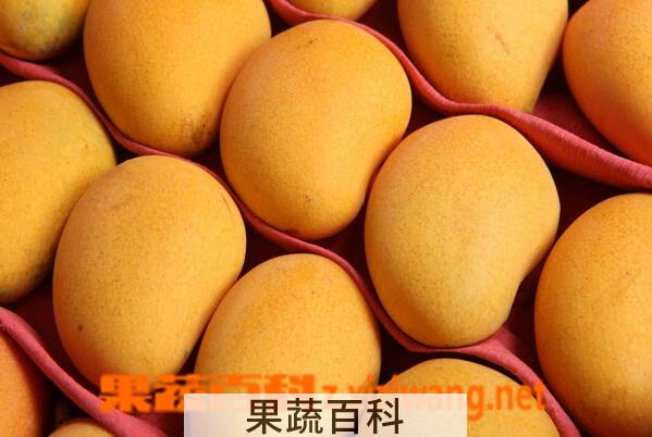 果蔬百科多吃芒果有什么坏处