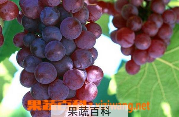果蔬百科葡萄