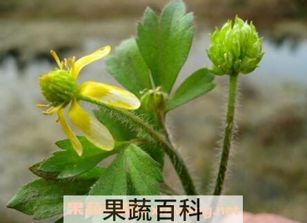 野油菜籽的功效与作用