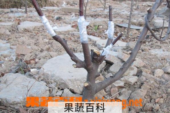 果蔬百科苹果树