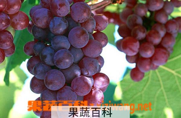 果蔬百科吐鲁番红葡萄