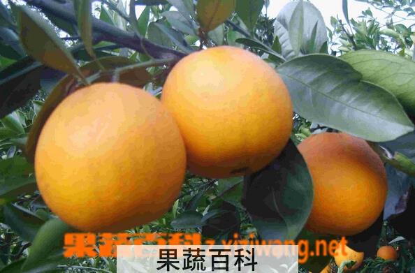 果蔬百科桥本温州蜜柑