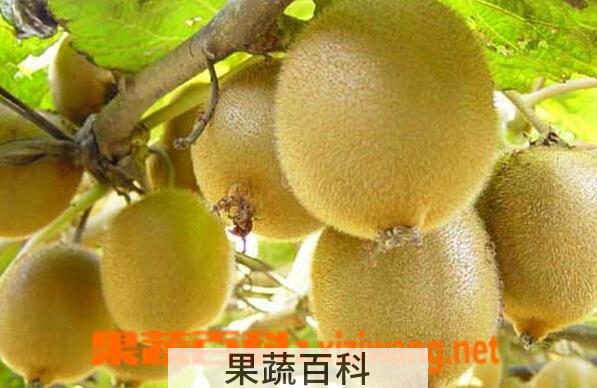 果蔬百科软毛甜猕猴桃