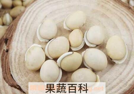 白扁豆籽的功效与作用及食用方法