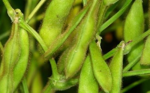 毛豆怎么做好吃又营养 毛豆怎么做好吃法大全