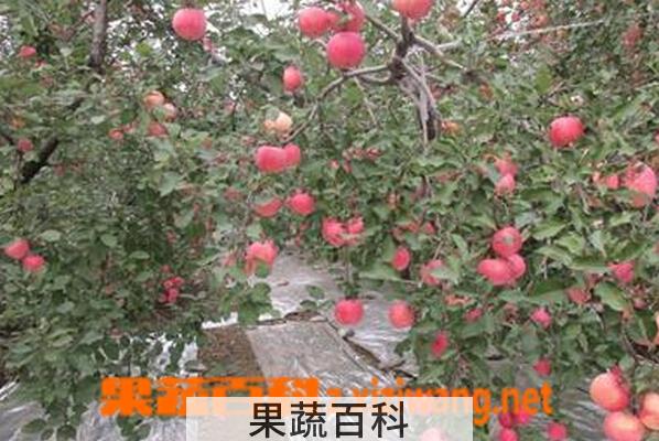 果蔬百科苹果树应该怎样施肥