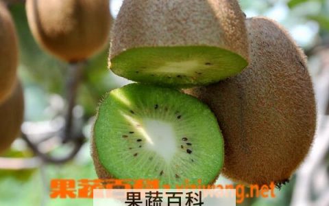 庐山香猕猴桃的功效与作用