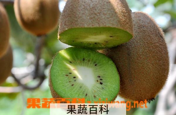 果蔬百科庐山香猕猴桃