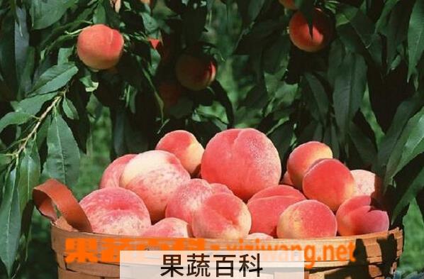 果蔬百科张家港凤凰水蜜桃