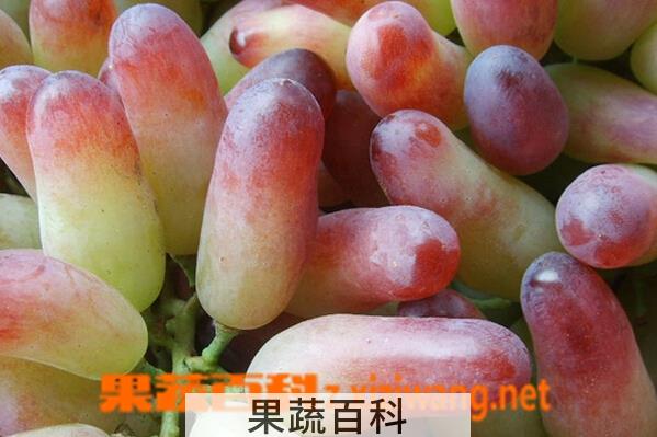 果蔬百科奥古斯特葡萄