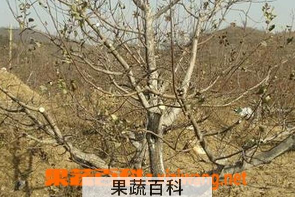 果蔬百科苹果树怎么修剪