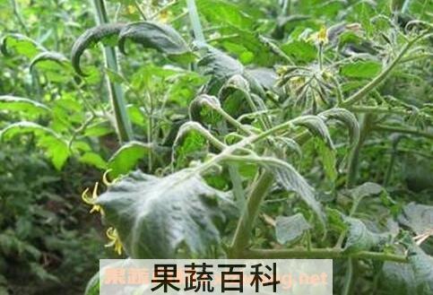中药番茄叶的功效与作用及食用方法