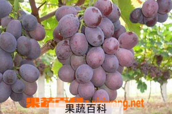 果蔬百科紫珍香葡萄