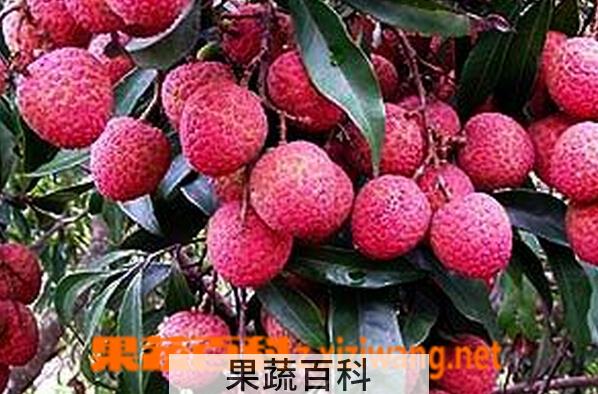 果蔬百科庞寨黑叶荔枝