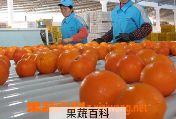 果蔬百科巴哈宁哈脐橙