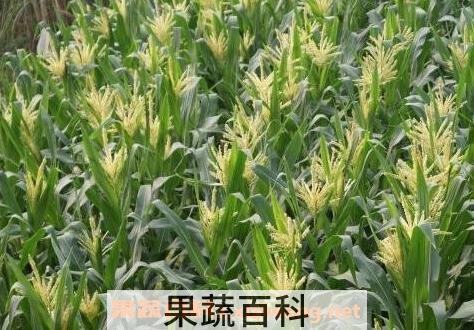 玉米穗的功效与作用