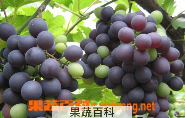 果蔬百科早玫瑰葡萄