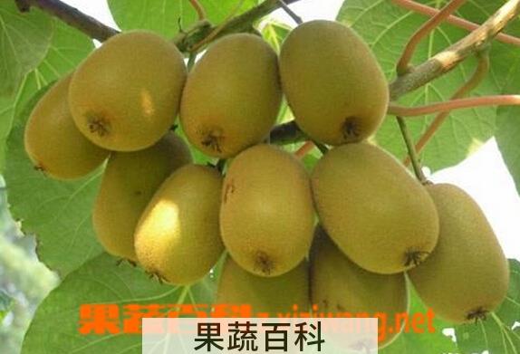 果蔬百科布鲁诺猕猴桃