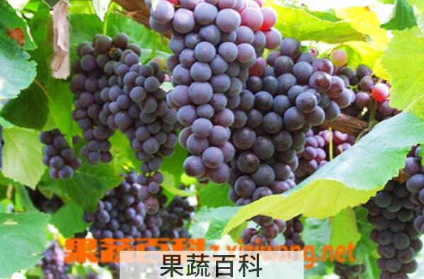 果蔬百科金星无核葡萄