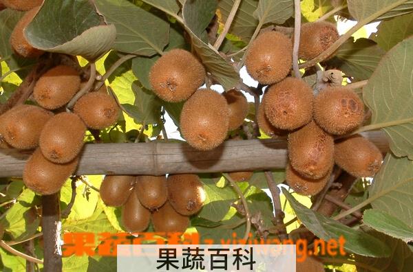果蔬百科鄂猕猴桃三号