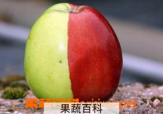 果蔬百科半红半绿苹果