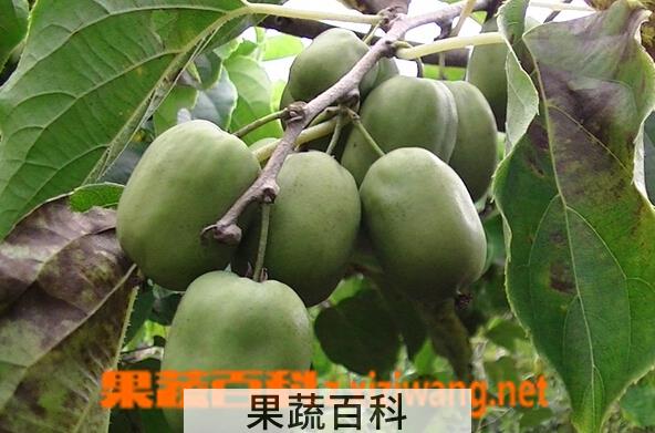 果蔬百科魁绿猕猴桃