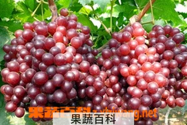 果蔬百科超级无核葡萄
